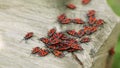 Swarm of Stink bugs - steadicam closeup