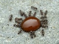 P9300209 pavement ants, Tetramorium immigrans, drinking ketchup cECP 2023 Royalty Free Stock Photo