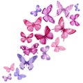 Swarm tropical butterflies on an isolated white background, watercolor painting. Hand painted pink and purple butterfly Royalty Free Stock Photo