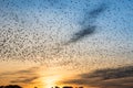 Swarm of wild birds at autumn dawn