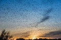 Swarm Of Wild Birds At Autumn Dawn