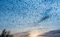 Swarm Of Wild Birds In Autumn