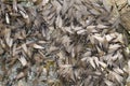 Swarm of winged termites Royalty Free Stock Photo