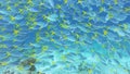 Swarm of yellow tail fusilier, Caesio cuning, moving in group along the coral reef