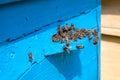 Swarming bees at the entrance of old beehive in apiary Royalty Free Stock Photo