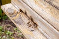 Swarming bees at the entrance of old beehive in apiary Royalty Free Stock Photo