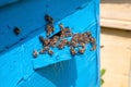 Swarming bees at the entrance of old beehive in apiary Royalty Free Stock Photo