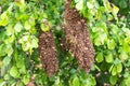 Swarming bees on a tree Royalty Free Stock Photo