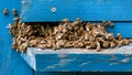Swarming bees. Very many bees on the surface of the hive in spring Royalty Free Stock Photo