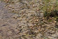 Swarming Fiddler Crabs