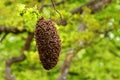 Swarming honey bees in a tree. Royalty Free Stock Photo