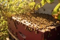 swarming honeybees moving to a new hive location