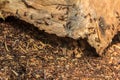 Swarming red ants nest on log in forest Royalty Free Stock Photo
