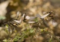 Swarming Termites Royalty Free Stock Photo