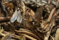 Swarming winged myrmica ants