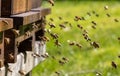 Swarms of bees at the hive entrance in a heavily populated honey bee, flying around in the spring air Royalty Free Stock Photo