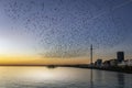 Swarms of starlings at dusk in Brighton