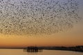 Swarms of starlings at dusk in Brighton