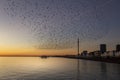 Swarms of starlings at dusk in Brighton