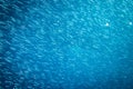 A school of thousands of small silver fish in the ocean Royalty Free Stock Photo