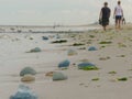 Swarms of washed up jellyfish