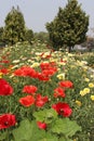 Swarn Jayanti Park, Rohini, New Delhi, India