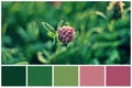 Swatch color palette clover plant matching autumn colors.