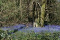 A Swathe of Bluebells Royalty Free Stock Photo