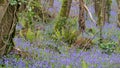 Swathe of Bluebells in woods near Coombe in Cornwall Royalty Free Stock Photo