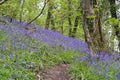Swathe of Bluebells in woods near Coombe in Cornwall Royalty Free Stock Photo