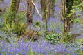 Swathe of Bluebells in woods near Coombe in Cornwall Royalty Free Stock Photo