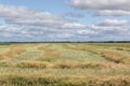 Swathed crop field Royalty Free Stock Photo
