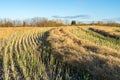 Swathed rows of Canola field Royalty Free Stock Photo