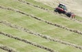Swather windrower and rows of cut hay windrow