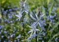 Swathes of blue Camassia Leichtlinii flowers photographed in springtime in the grass at Wisley garden, Woking Surrey UK. Royalty Free Stock Photo