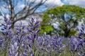 Swathes of blue Camassia Leichtlinii flowers photographed in springtime in the grass at Wisley garden, Woking Surrey UK. Royalty Free Stock Photo