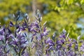 Swathes of blue Camassia Leichtlinii flowers photographed in springtime in the grass at Wisley garden, Woking Surrey UK. Royalty Free Stock Photo