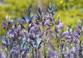 Swathes of blue Camassia Leichtlinii flowers photographed in springtime in the grass at Wisley garden, Woking Surrey UK. Royalty Free Stock Photo