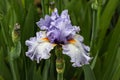 `Sway Away` iris blooming; Wisteria blue and white leaves. Green plants in background. Royalty Free Stock Photo