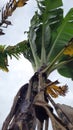 Swayed Banana Tree Acoids The Winds Royalty Free Stock Photo