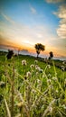 swaying grass in the afternoon Royalty Free Stock Photo