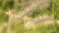 Swaying grass flowers Royalty Free Stock Photo