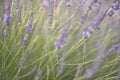 Swaying lavender blossoms