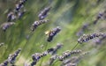 Swaying lavender & honeybee