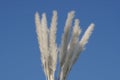 Pampas grass swaying in the breeze Royalty Free Stock Photo