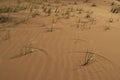 Pampas grass growing in the desert Royalty Free Stock Photo