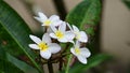 Swaying white plumeria flowers on bunch after rain