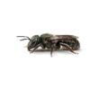 Sweat Bee Royalty Free Stock Photo