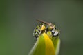 Sweat bee with flower Royalty Free Stock Photo