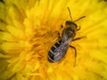 Sweat bee Halictus rubicundus head down pollinating dandelion. Royalty Free Stock Photo